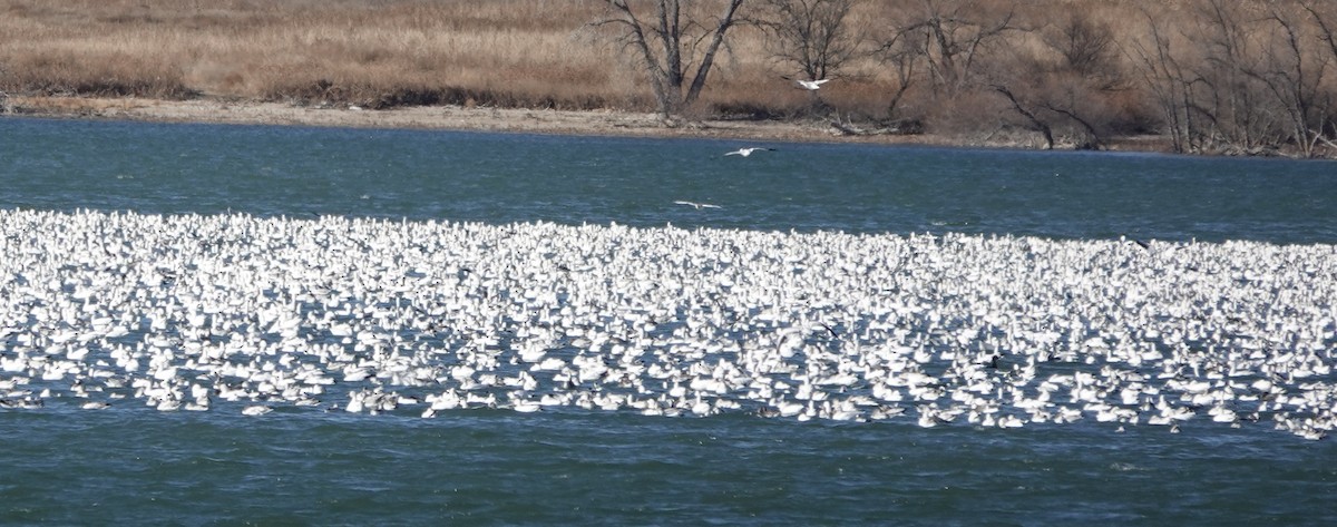 Цасны галуу - ML645631660