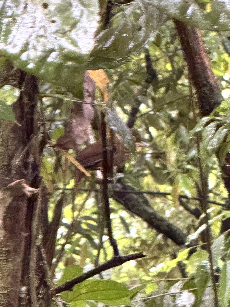 Fawn-throated Foliage-gleaner - ML645631664
