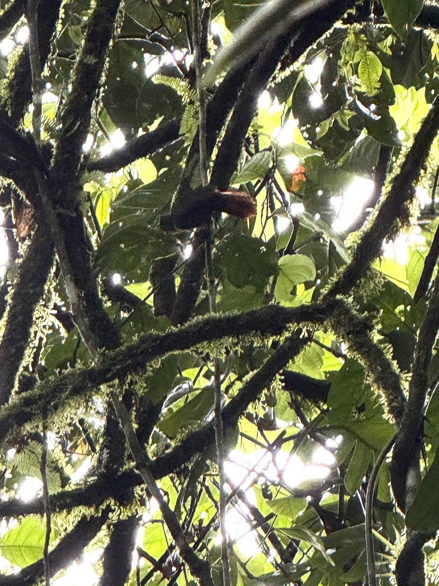 Fawn-throated Foliage-gleaner - ML645631665