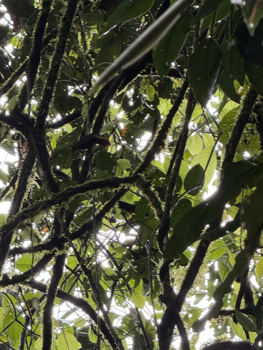 Fawn-throated Foliage-gleaner - ML645631666