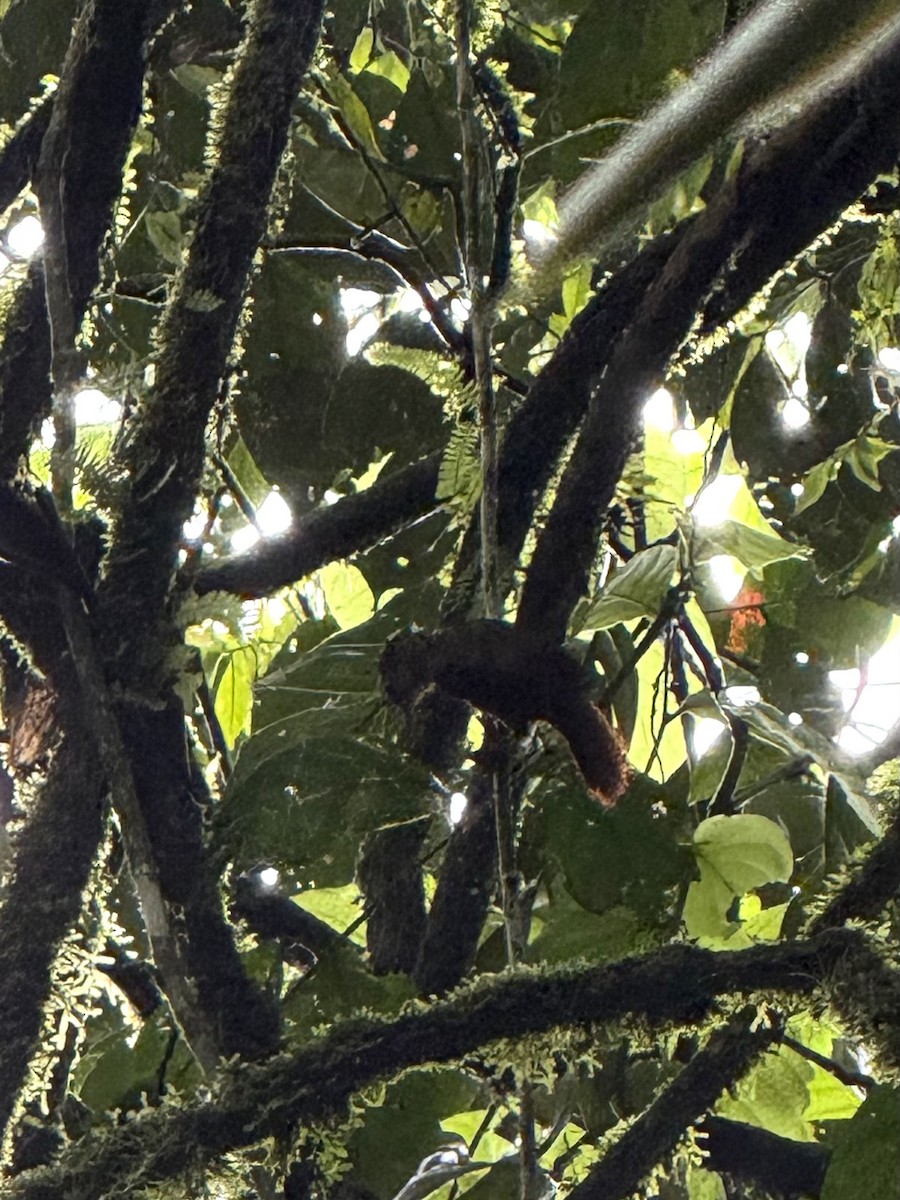 Fawn-throated Foliage-gleaner - ML645631667