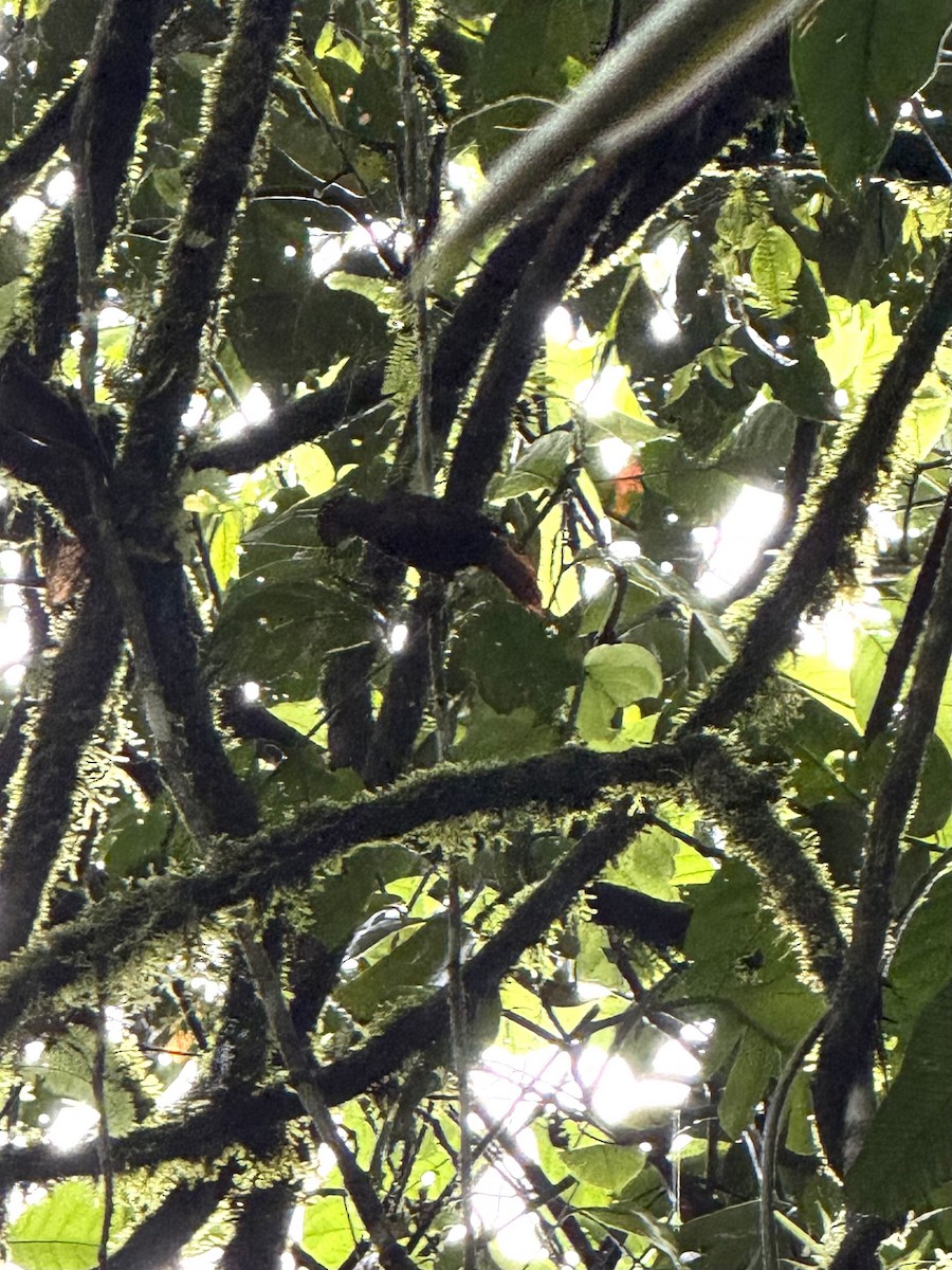 Fawn-throated Foliage-gleaner - ML645631668