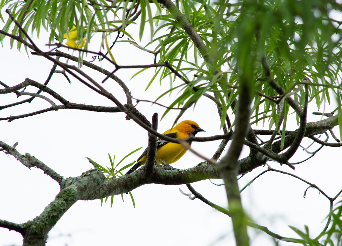 Yellow Oriole - ML645631669