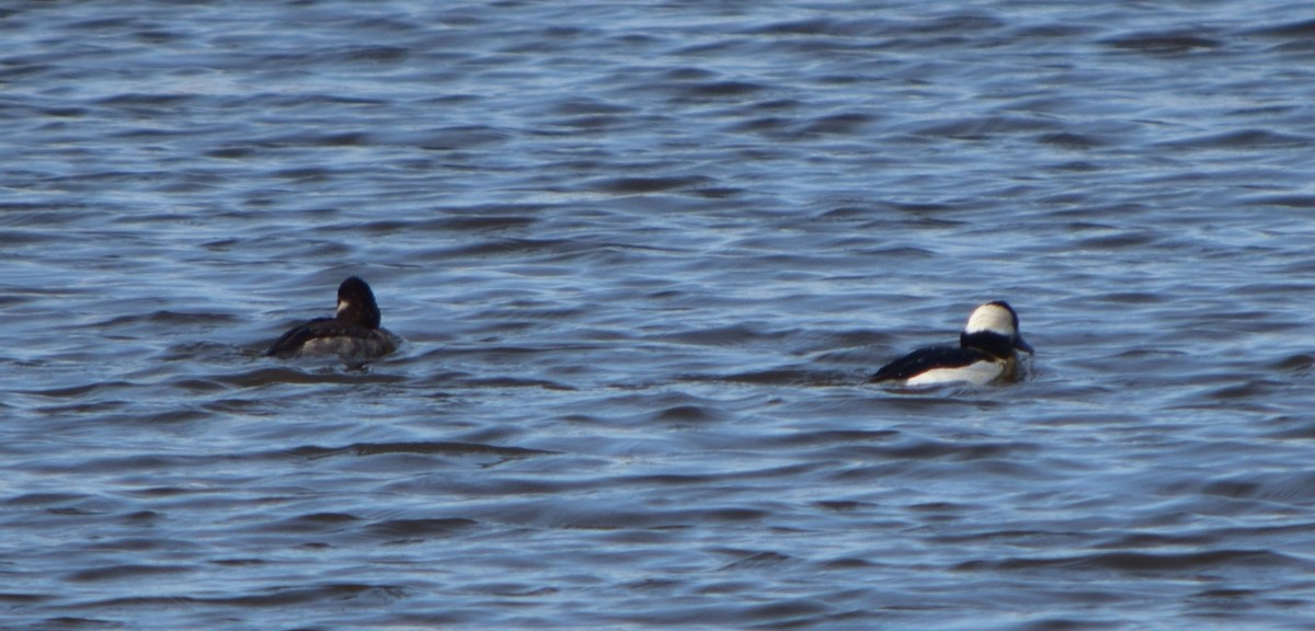 Гоголь-головастик - ML645631670