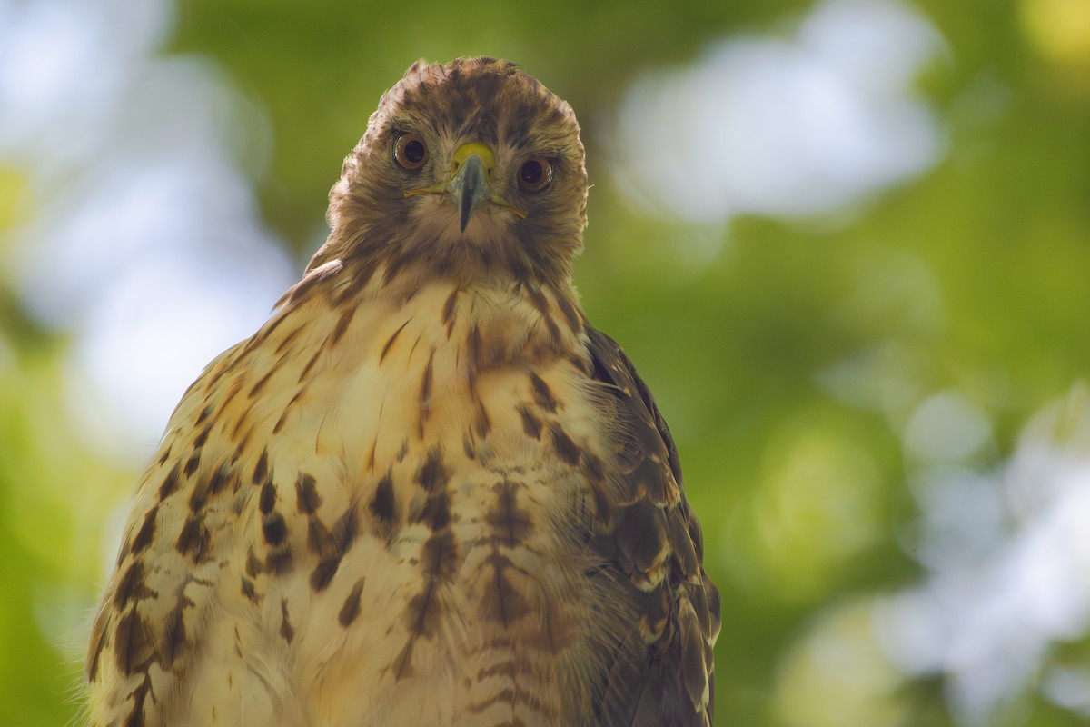 Red-tailed Hawk - ML645631671