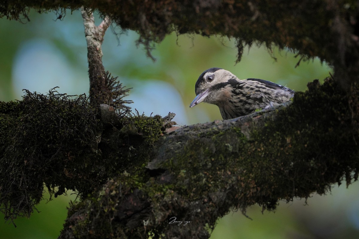 Дятел смугасточеревий - ML645631672