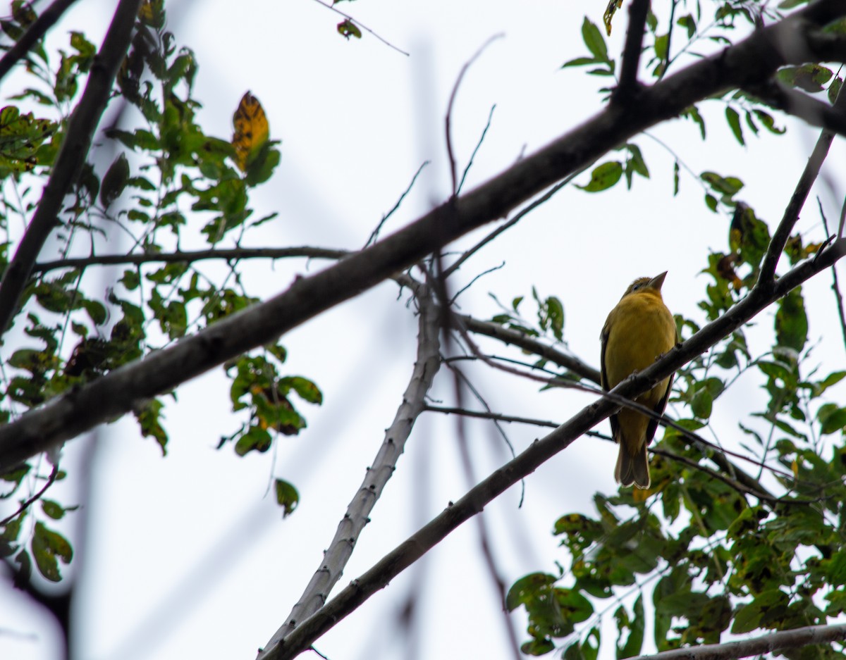 Summer Tanager - ML645631674