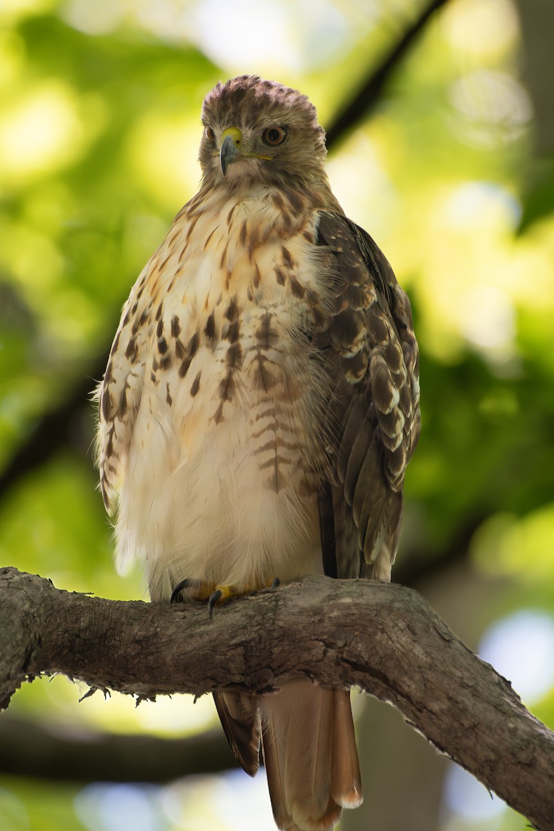 Red-tailed Hawk - ML645631675