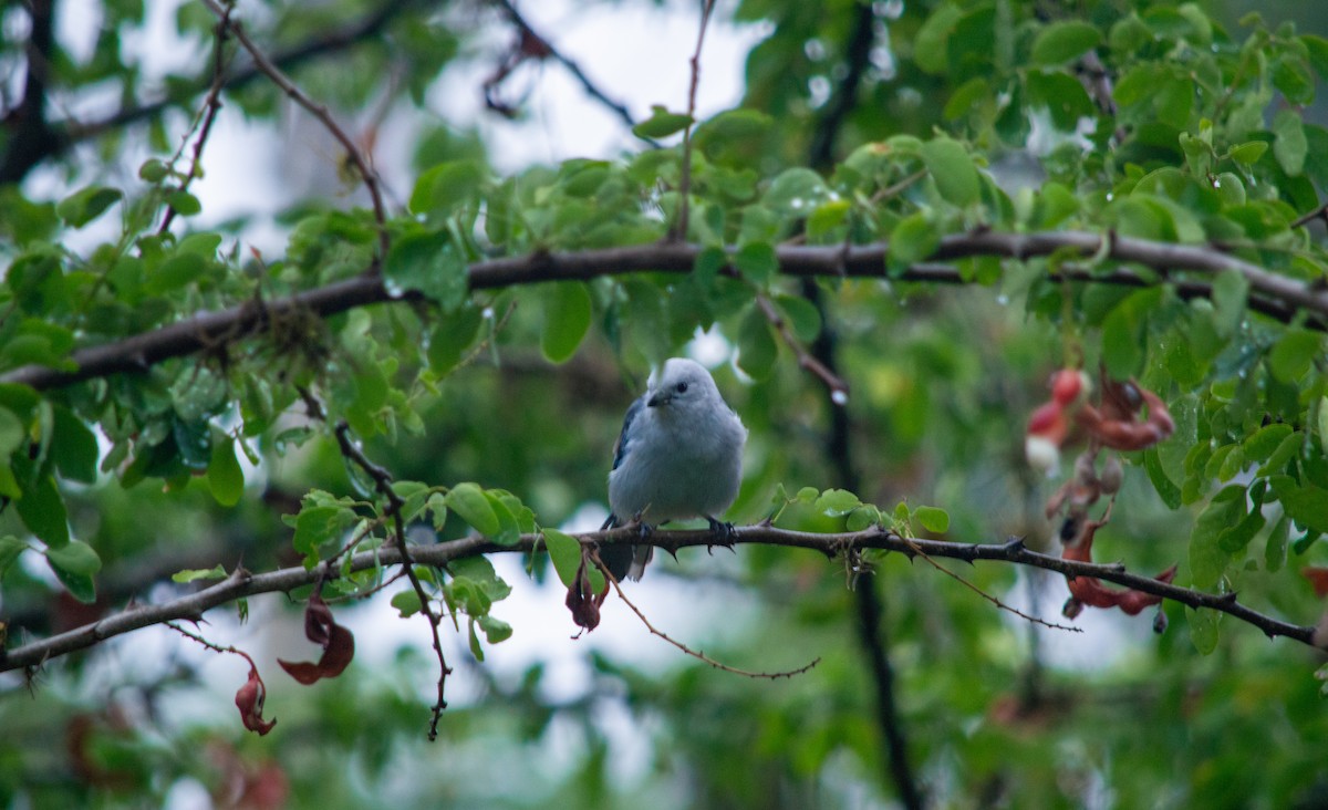 Blue-gray Tanager - ML645631676