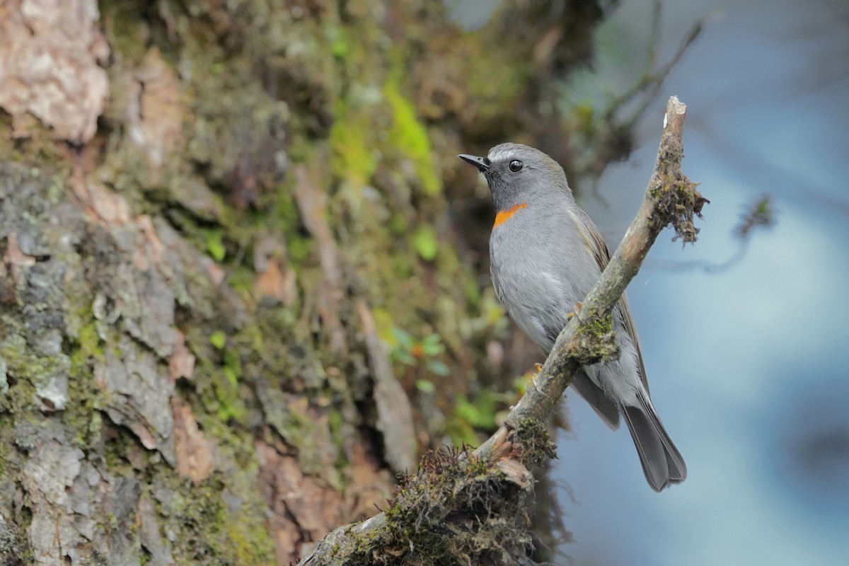 Rufous-gorgeted Flycatcher - ML645631678