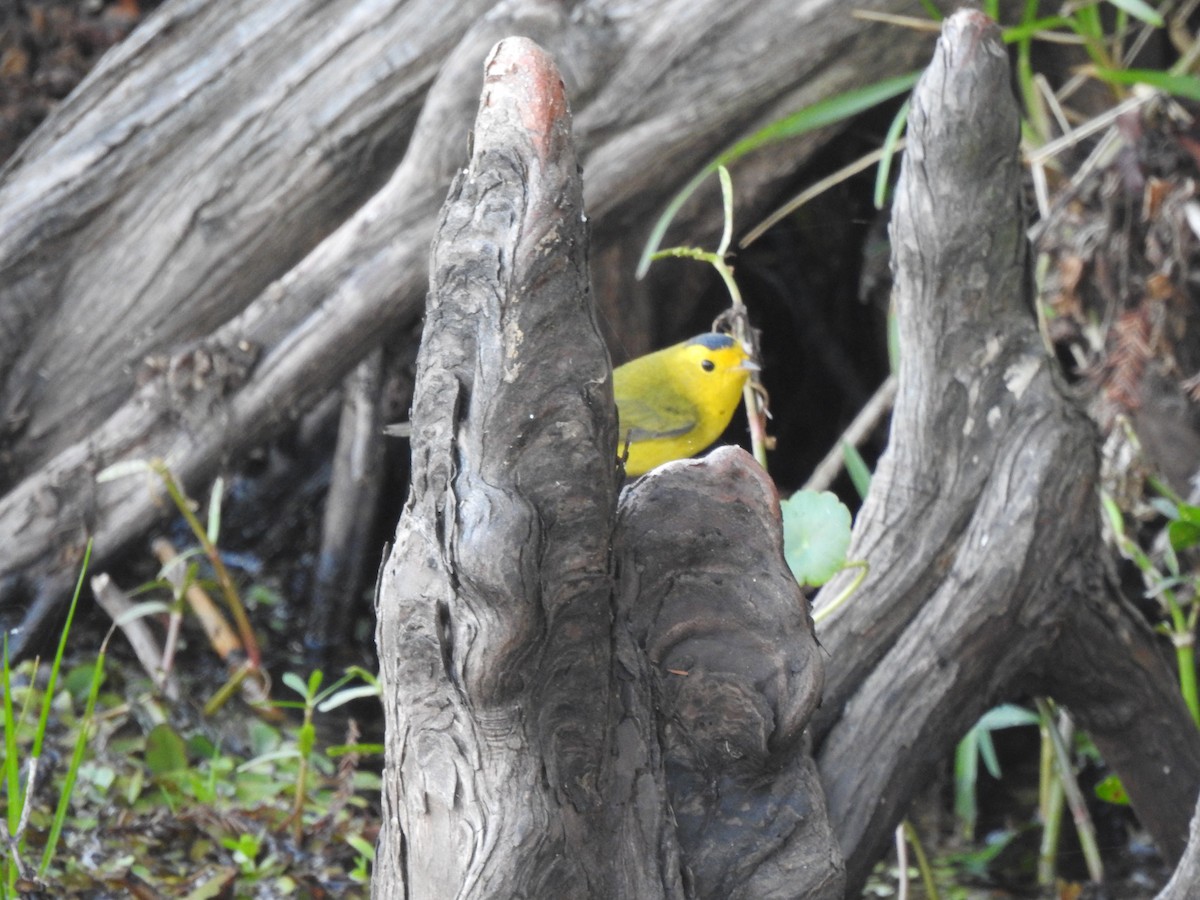 Wilson's Warbler - ML645631683