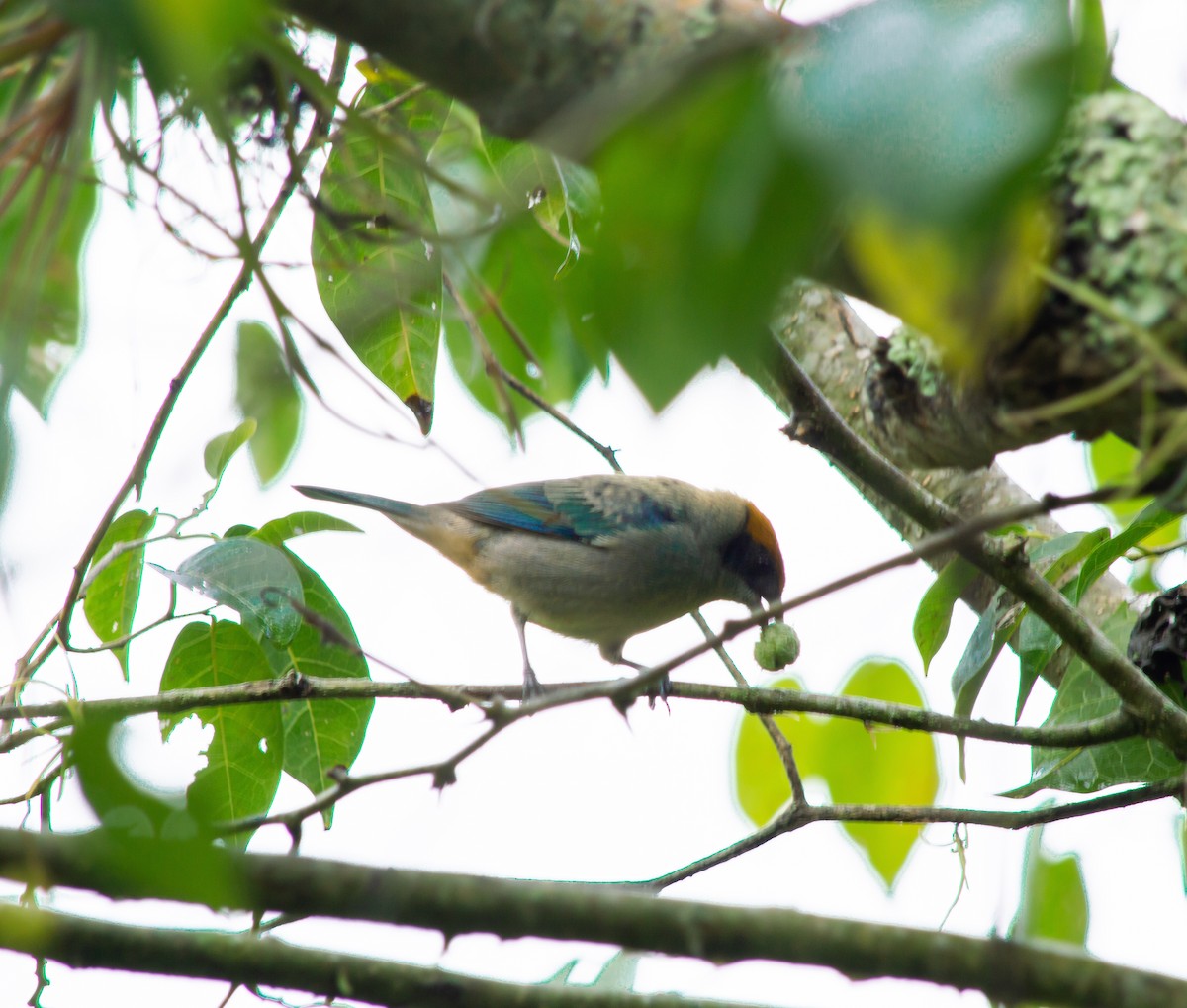 Scrub Tanager - ML645631684