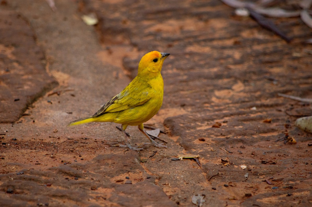 Saffron Finch - ML645631688