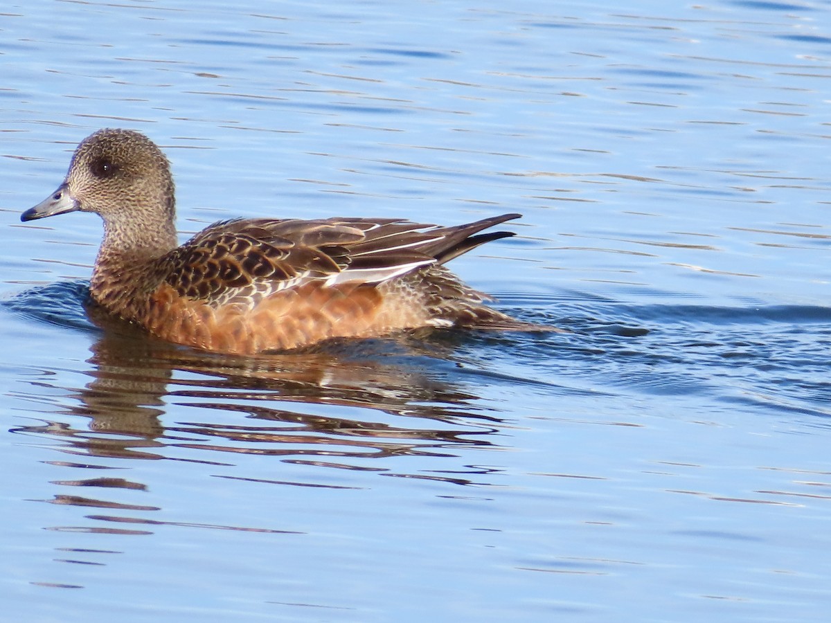 American Wigeon - ML645631699