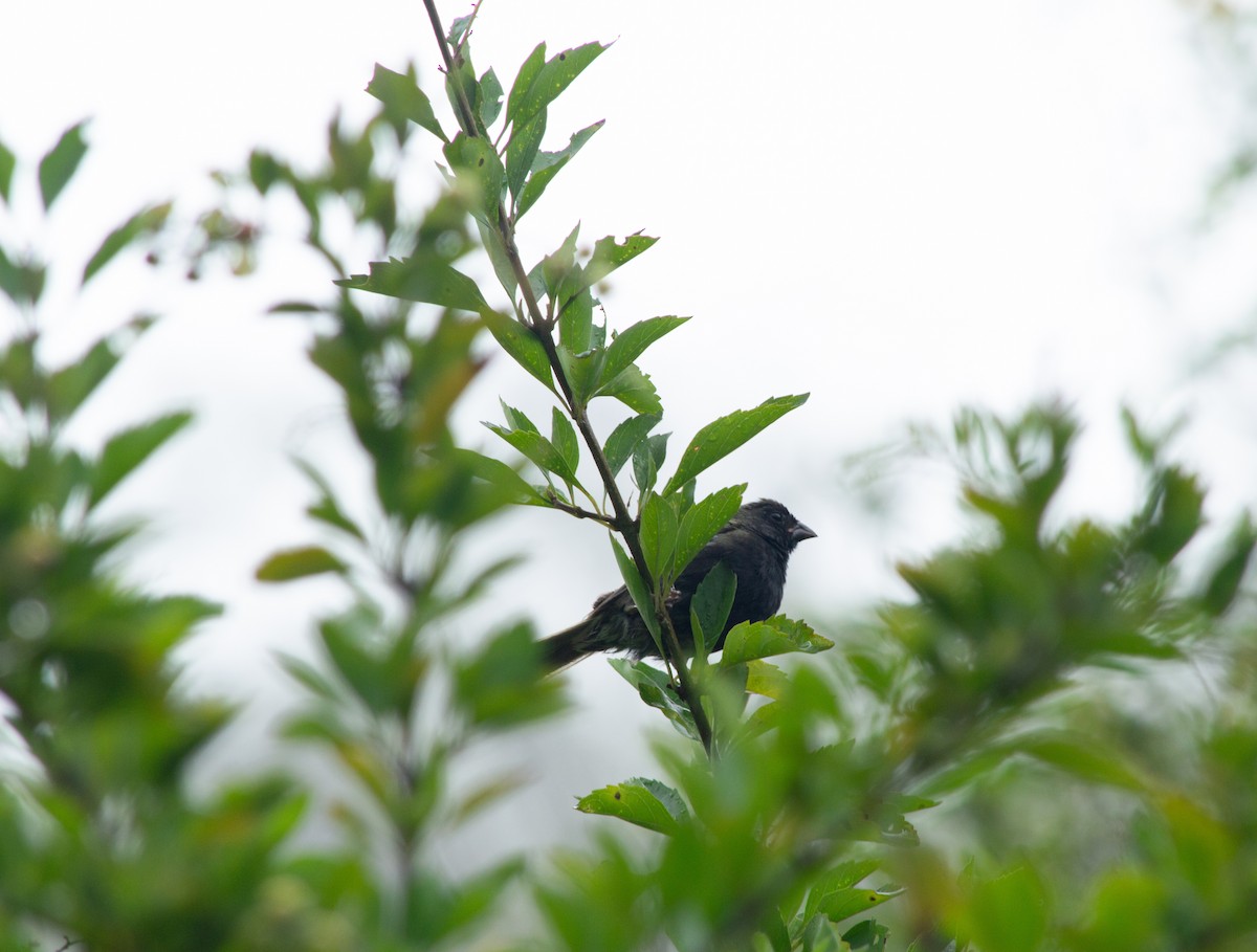 Blue-black Grassquit - ML645631701