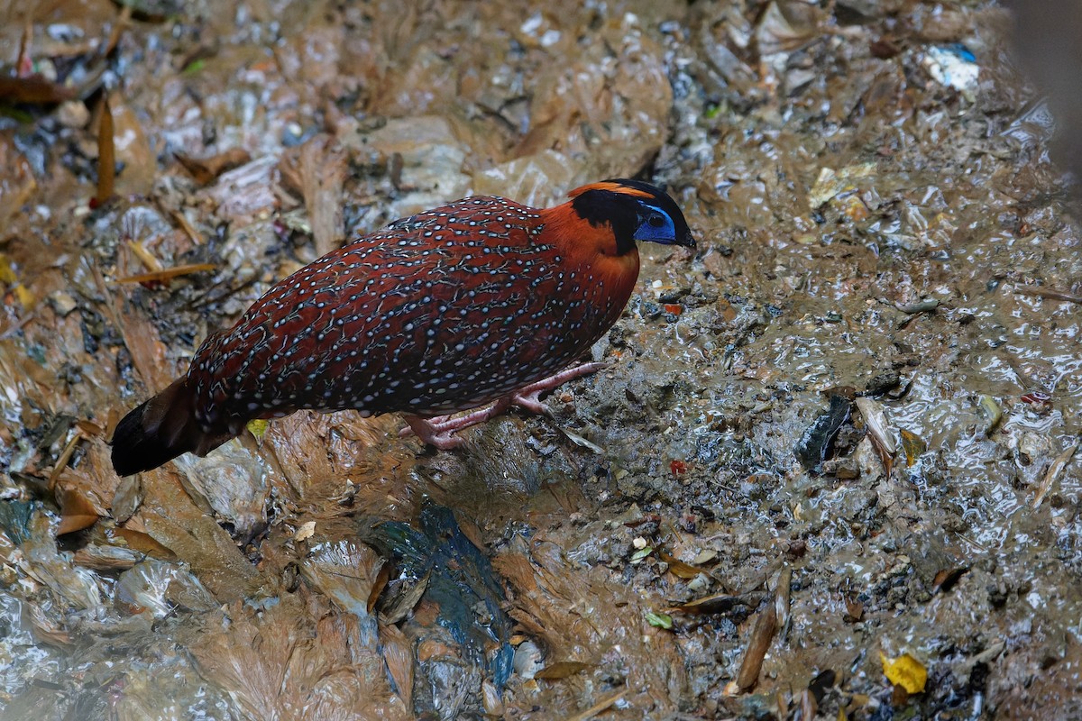 Temminck's Tragopan - ML645631708