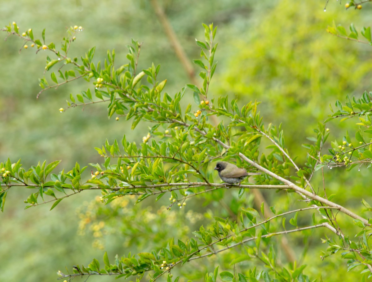 Black-faced Grassquit - ML645631711