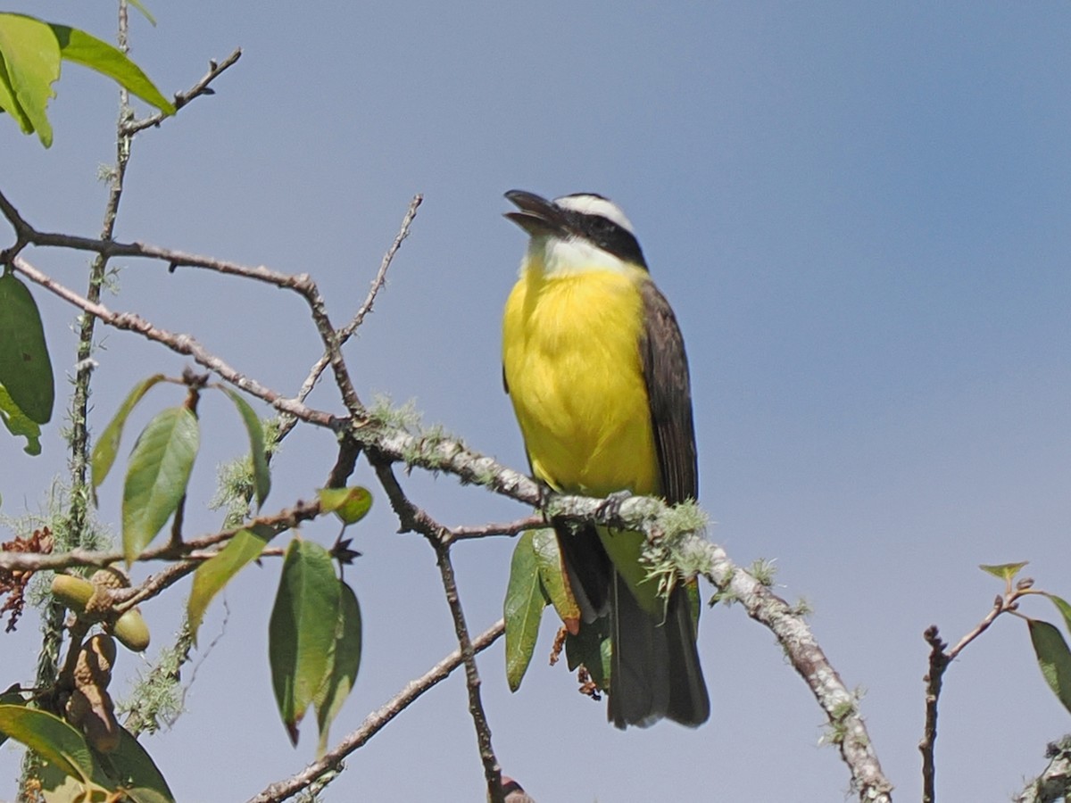 Boat-billed Flycatcher - ML645631714