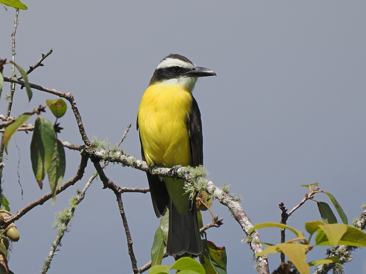 Boat-billed Flycatcher - ML645631715