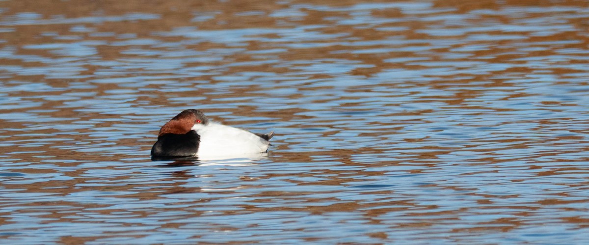 Murgilari bizkarzuria - ML645631719