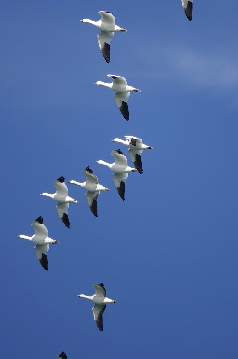 Цасны галуу - ML645631726