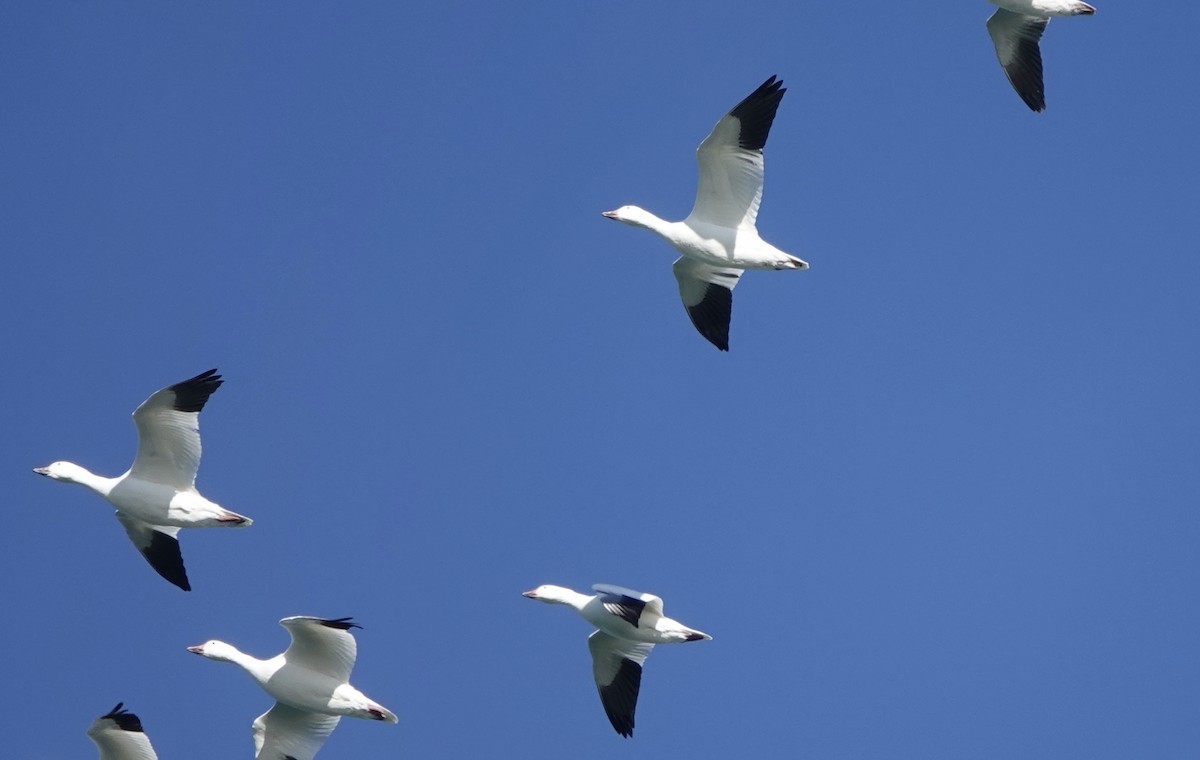 Цасны галуу - ML645631728