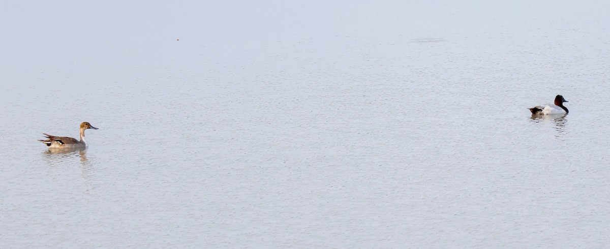 Murgilari bizkarzuria - ML645631741