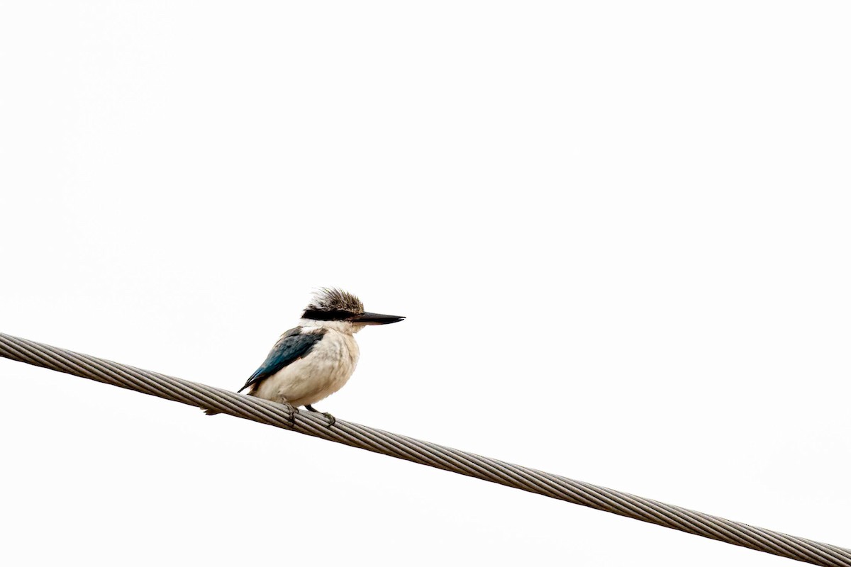 Альціон рудогузий - ML645631742