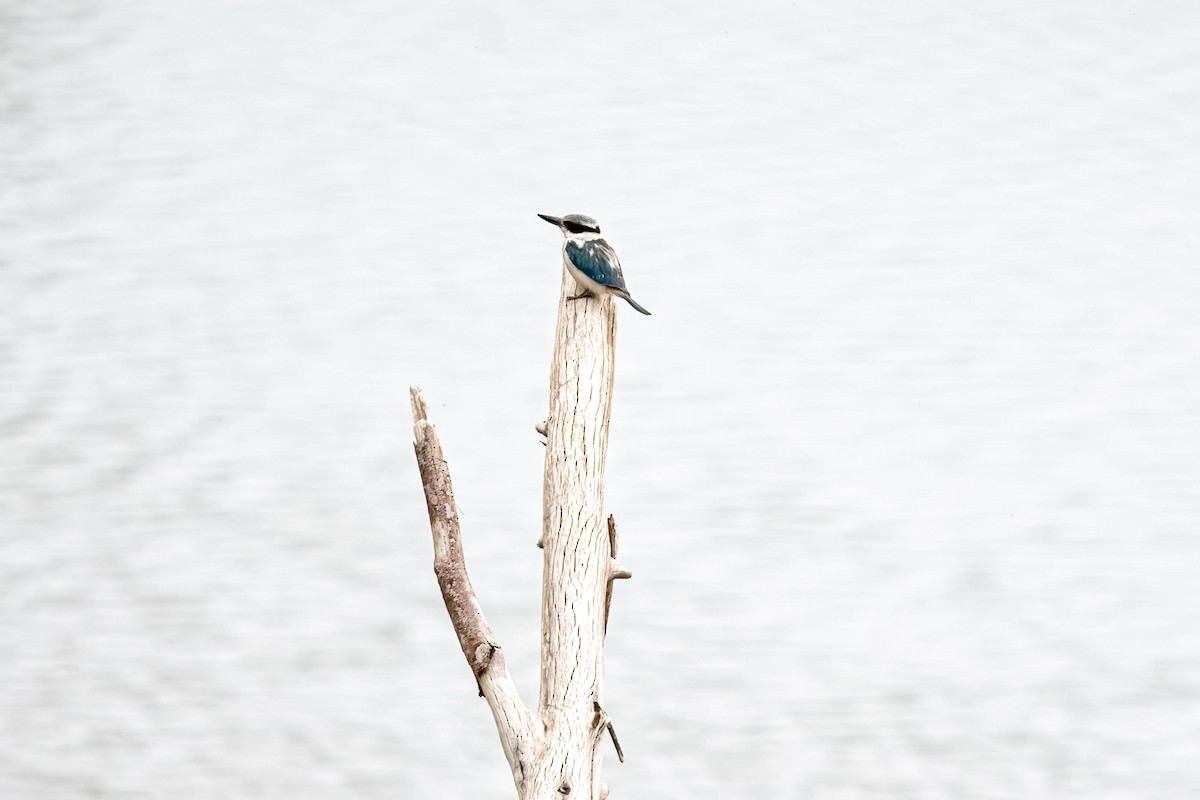 Альціон рудогузий - ML645631743