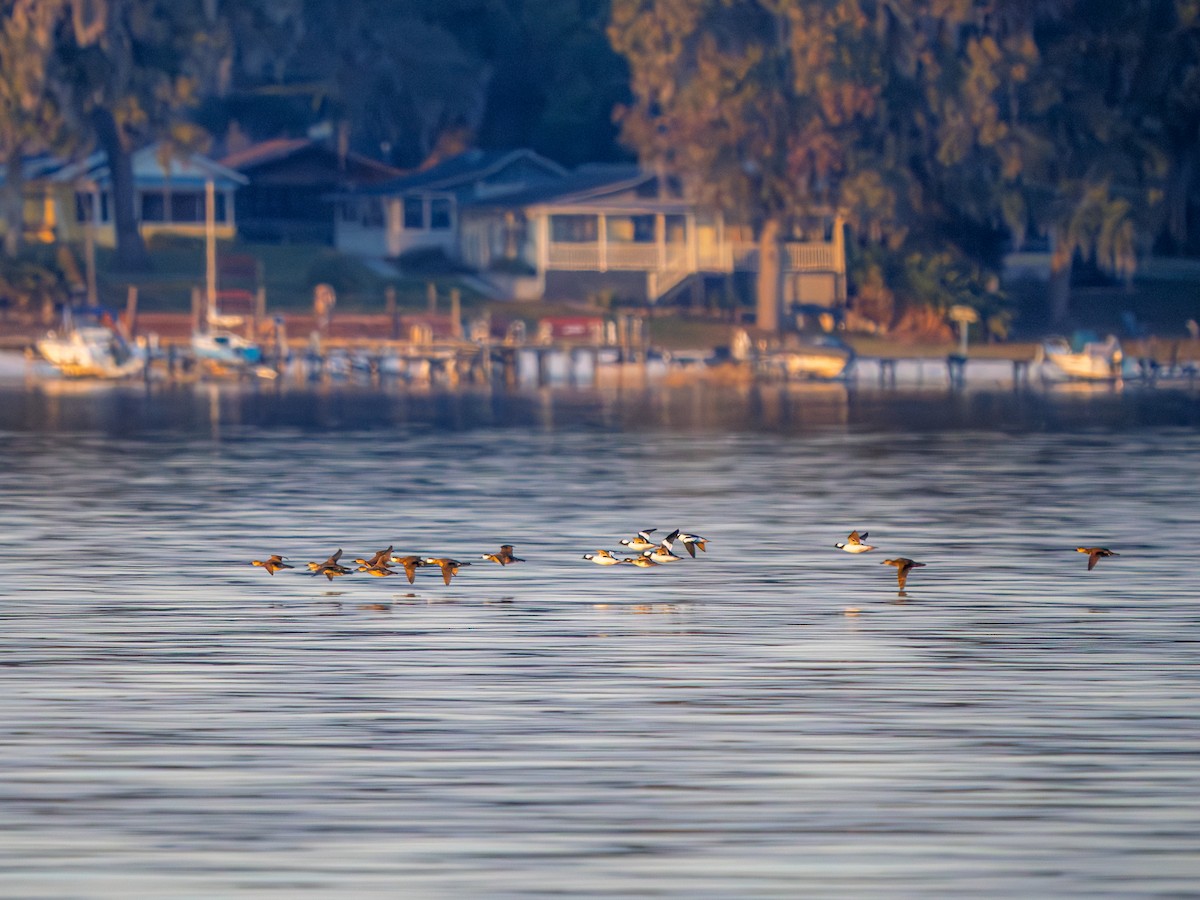 Гоголь-головастик - ML645631747