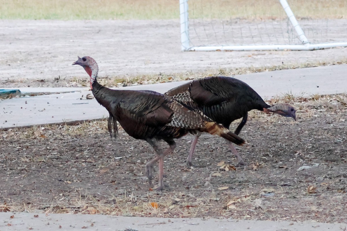 シチメンチョウ - ML645631768