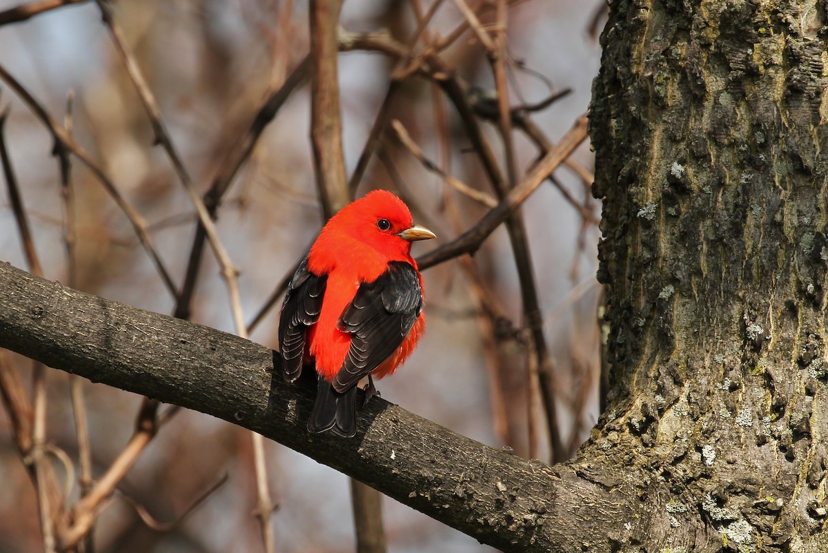 Scarlet Tanager - ML645631769