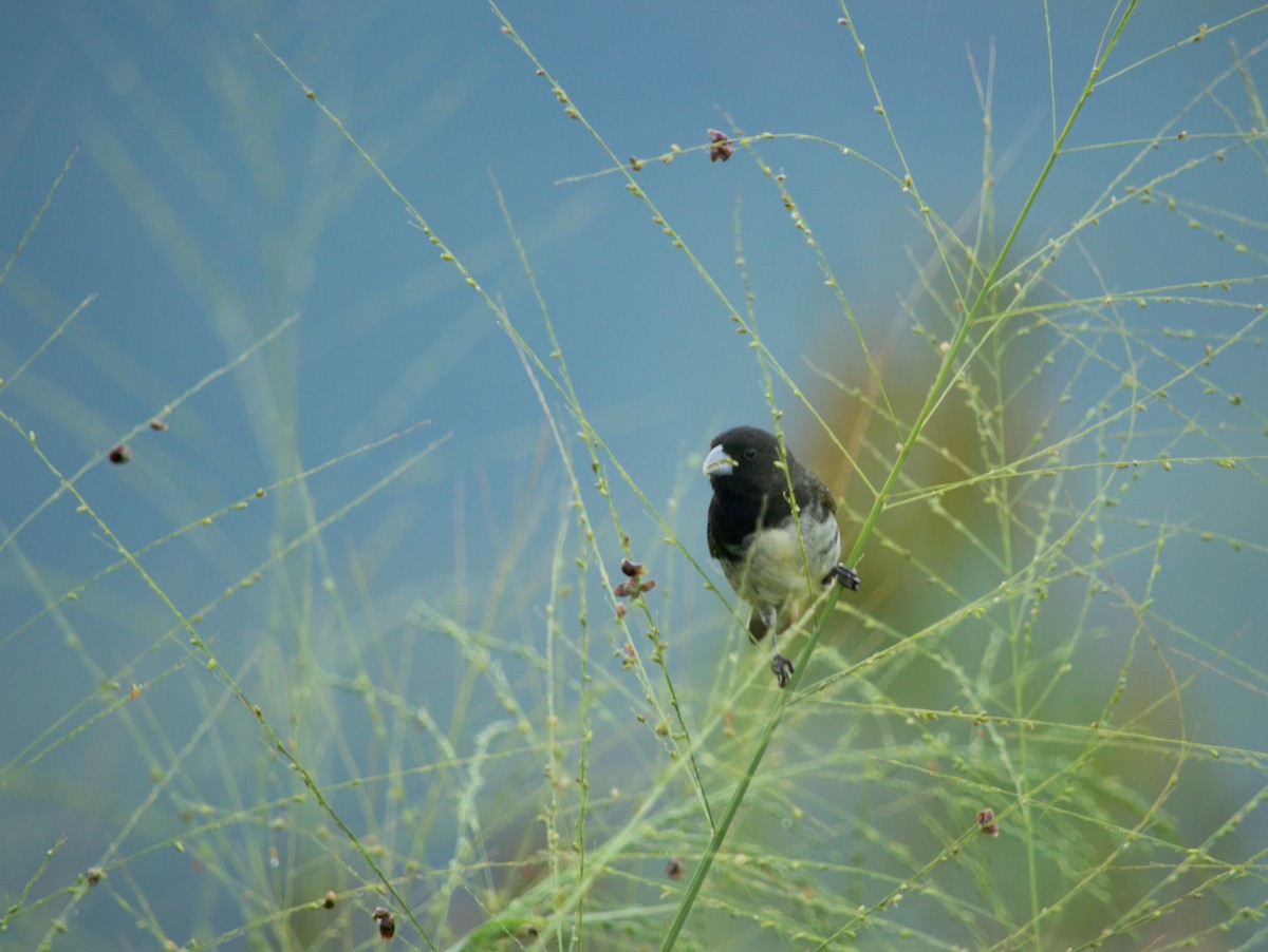 Yellow-bellied Seedeater - ML645631773