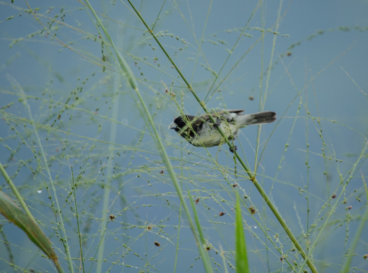 Yellow-bellied Seedeater - ML645631774