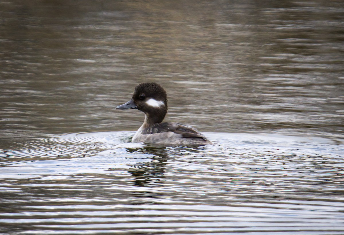 Bufflehead - ML645631775