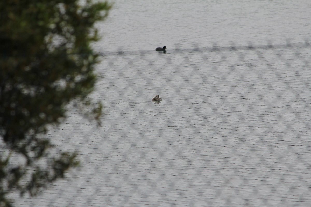 Hoary-headed Grebe - ML645631780