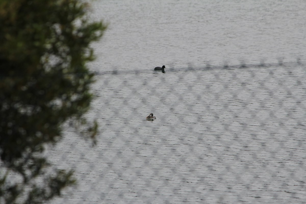 Hoary-headed Grebe - ML645631781
