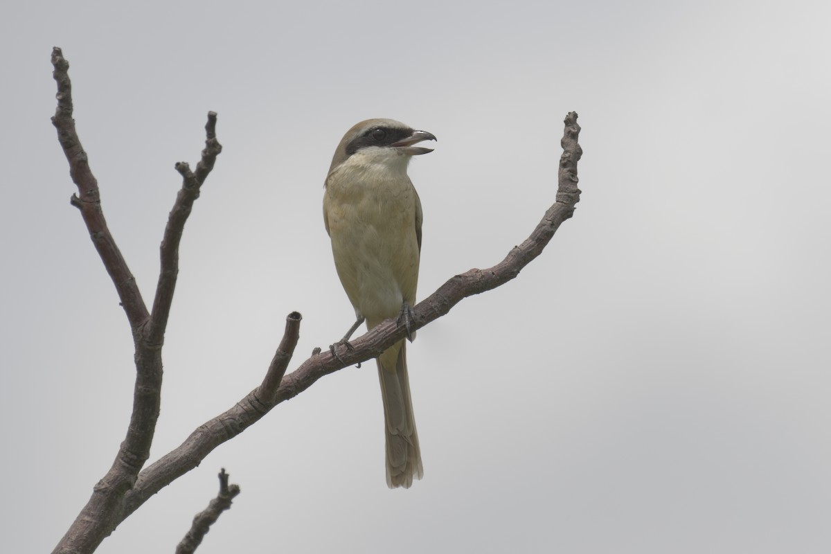 Brown Shrike - ML645631795