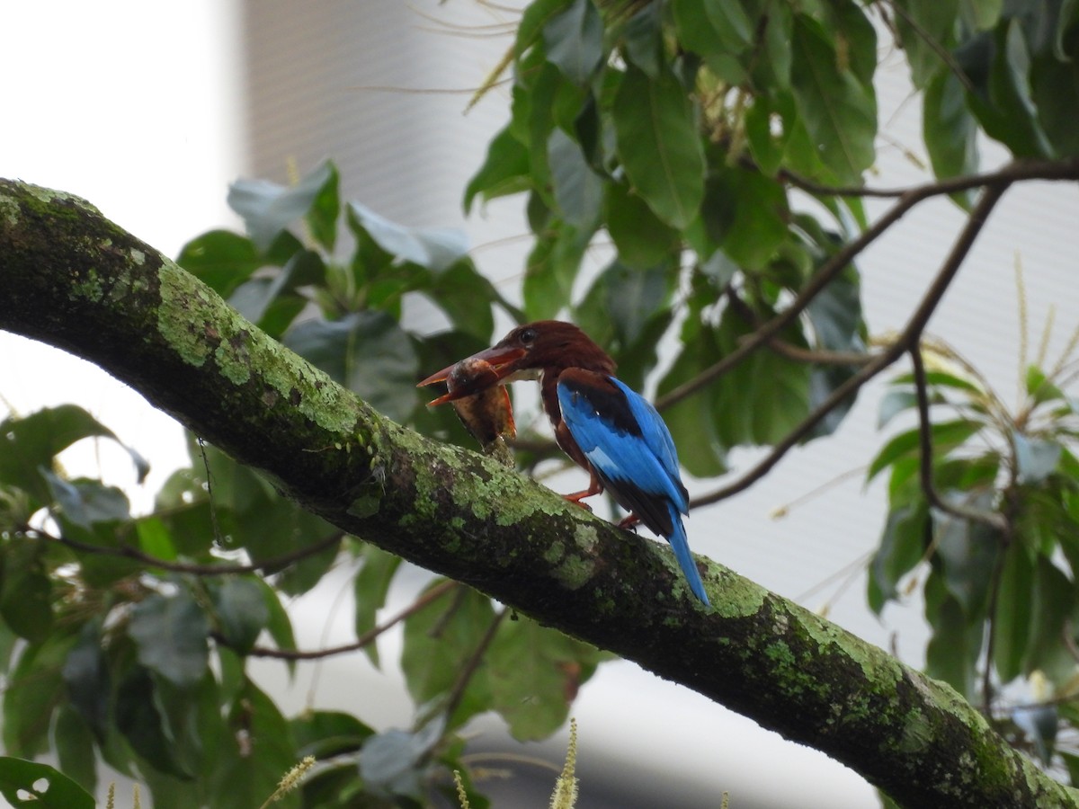 White-throated Kingfisher - ML645631796