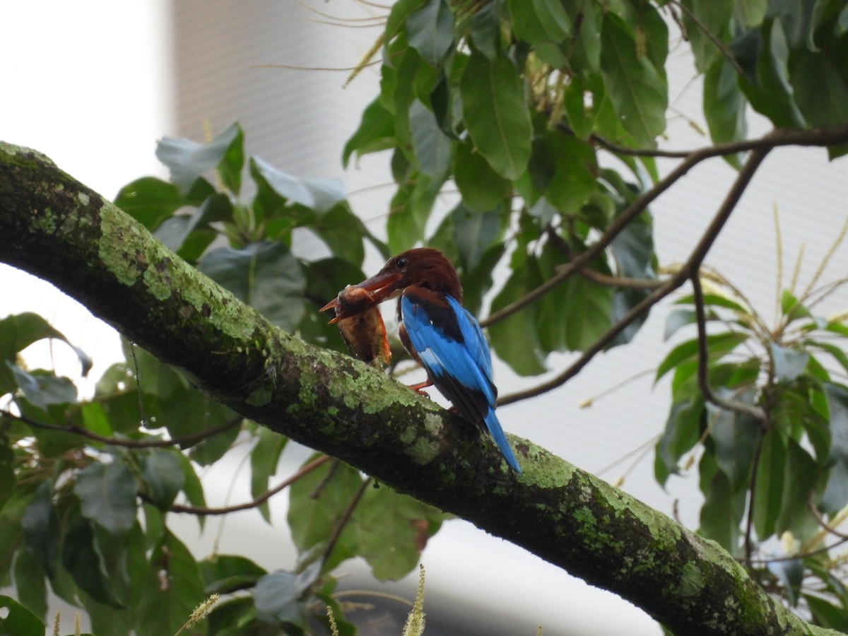 White-throated Kingfisher - ML645631797