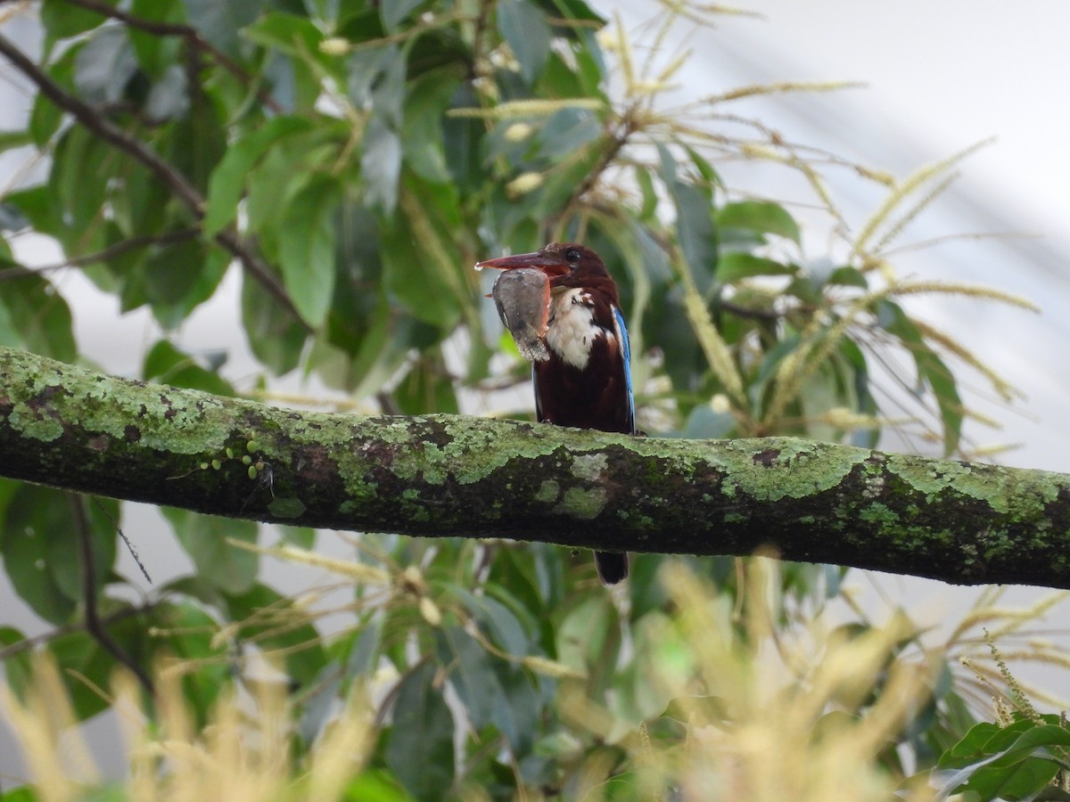 White-throated Kingfisher - ML645631799