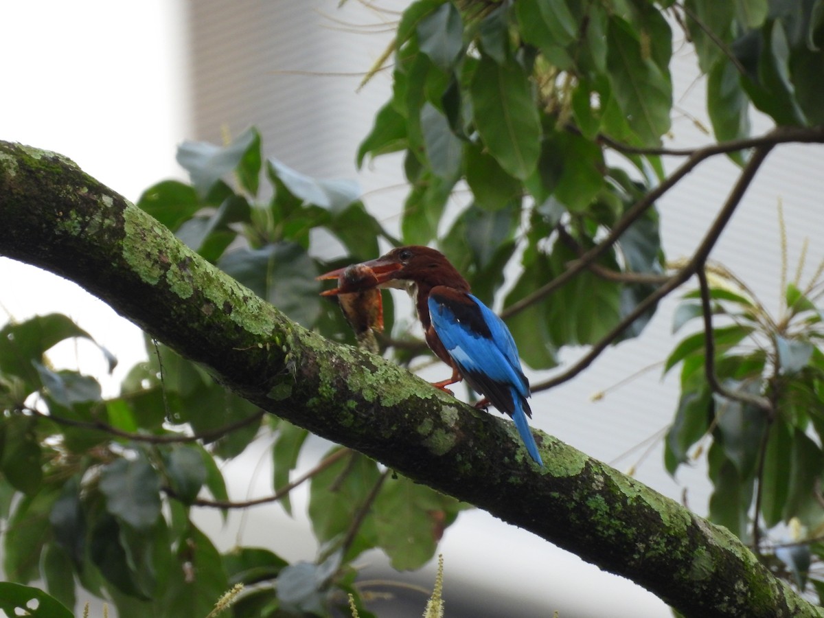 White-throated Kingfisher - ML645631801