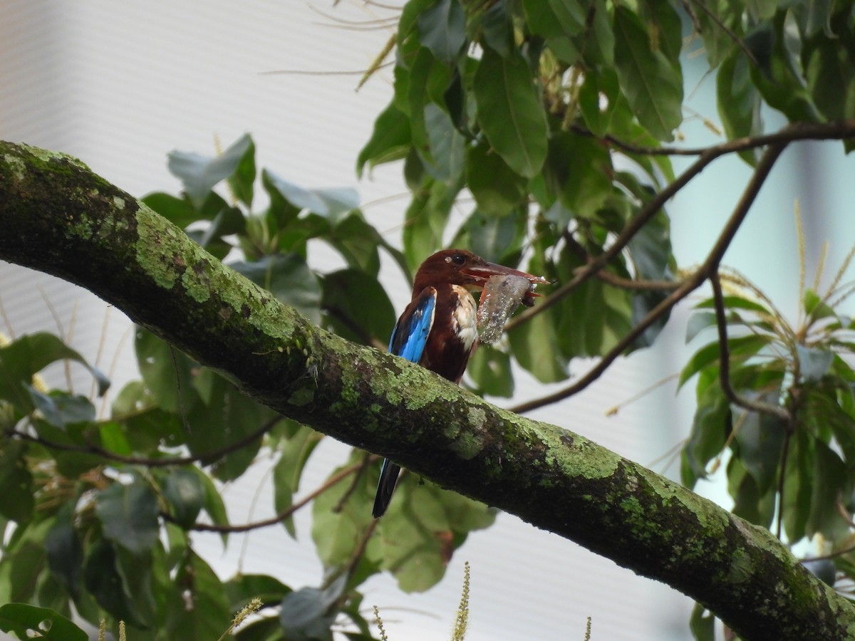 White-throated Kingfisher - ML645631802