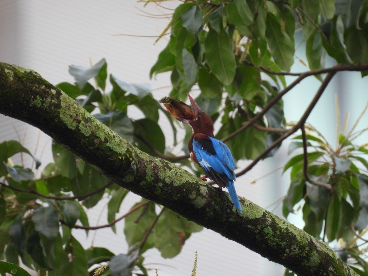 White-throated Kingfisher - ML645631803