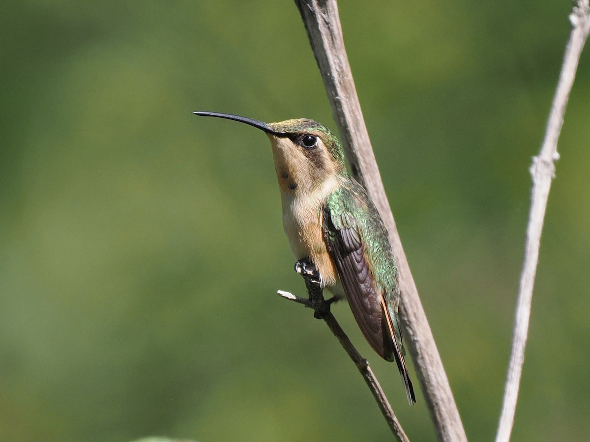 Slender Sheartail - ML645631810