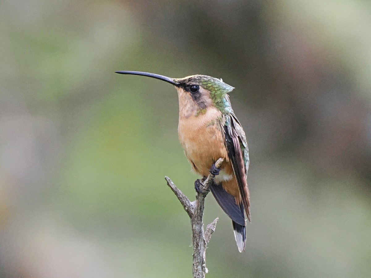 Slender Sheartail - ML645631811