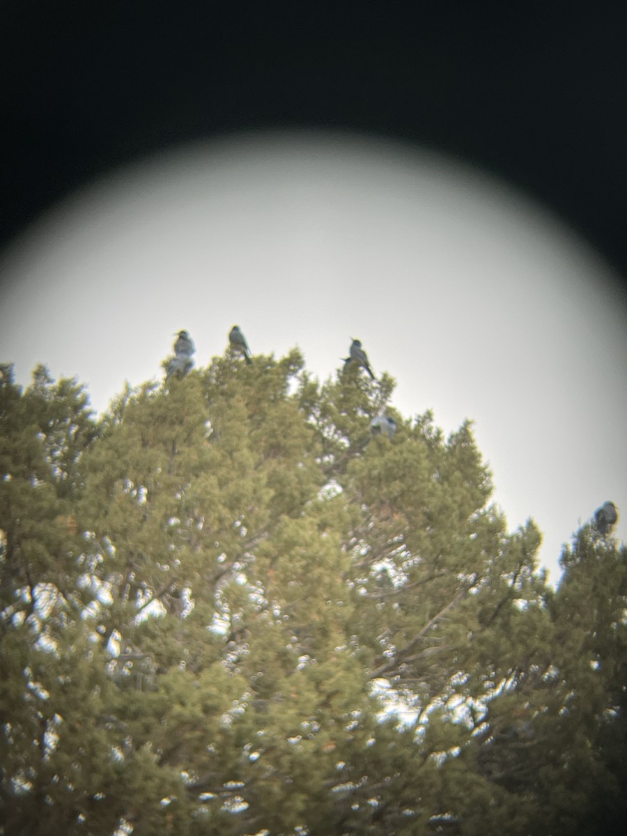 sojka modrá - ML645631813