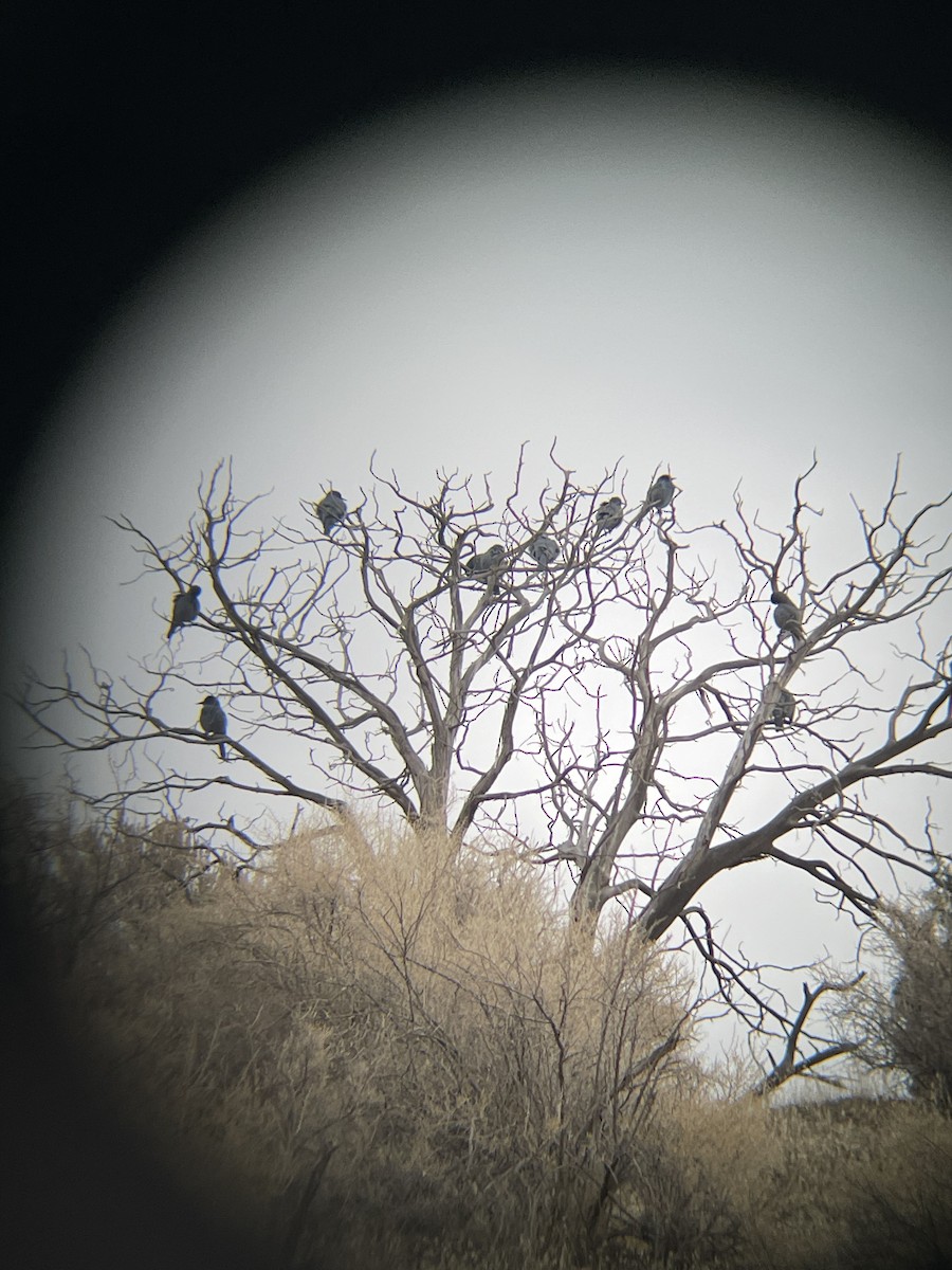 sojka modrá - ML645631814