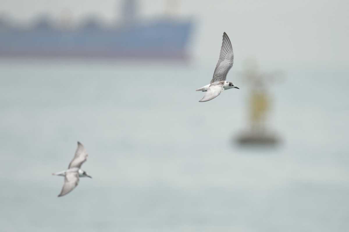 White-winged Tern - ML645631828