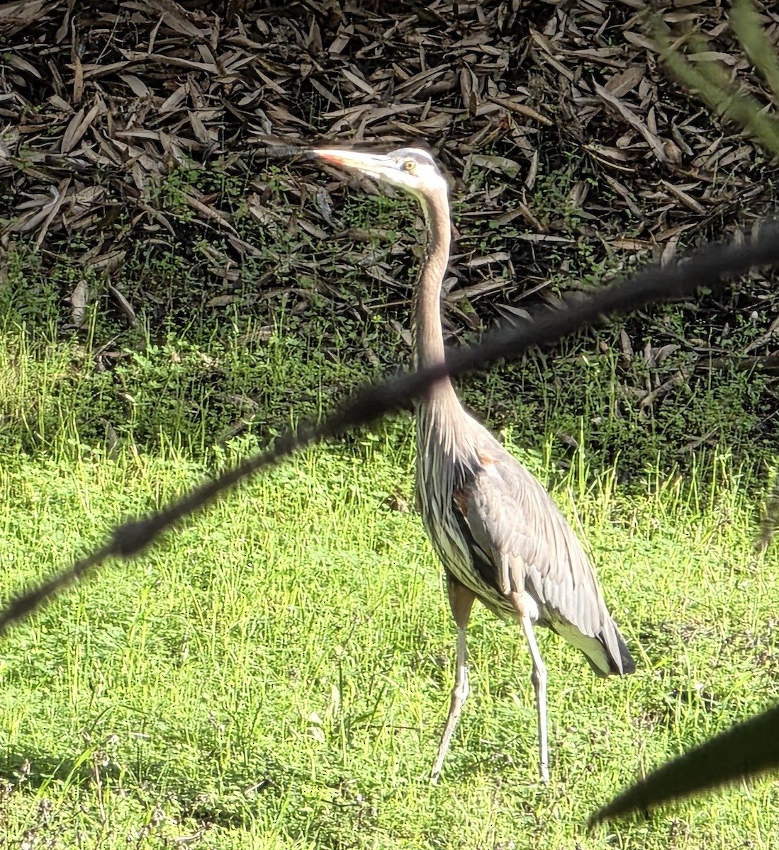 Great Blue Heron - ML645631829